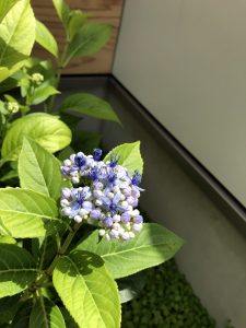 庭の草花や木々との暮らし　R＋house薩摩川内　モデルハウス