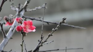 家づくり　本当に後悔しないでください‼︎ 建築家と建てる家　R +house薩摩川内